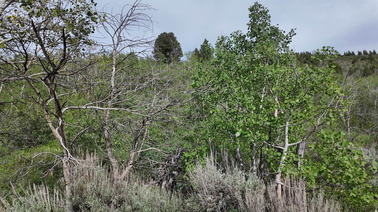 https://bt-photos.global.ssl.fastly.net/wasatch/1280_boomver_1_2163913-1.jpg