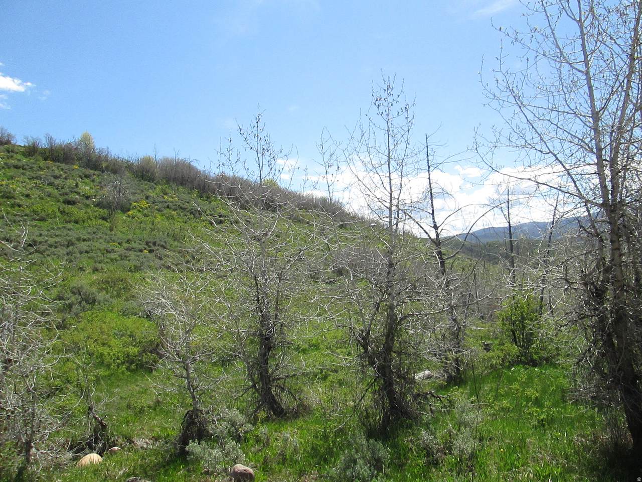 https://bt-photos.global.ssl.fastly.net/wasatch/1280_boomver_2_2165472-1.jpg