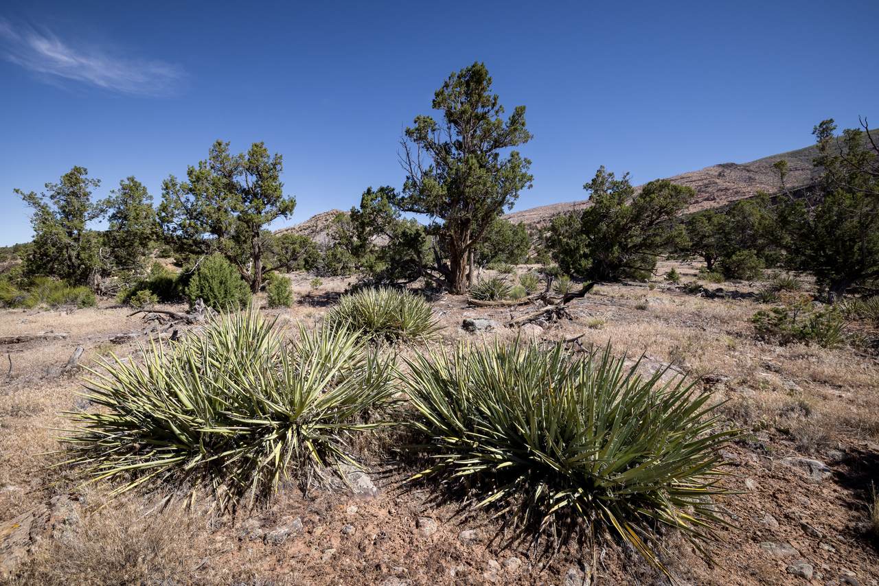 https://bt-photos.global.ssl.fastly.net/wasatch/1280_boomver_1_2165835-1.jpg