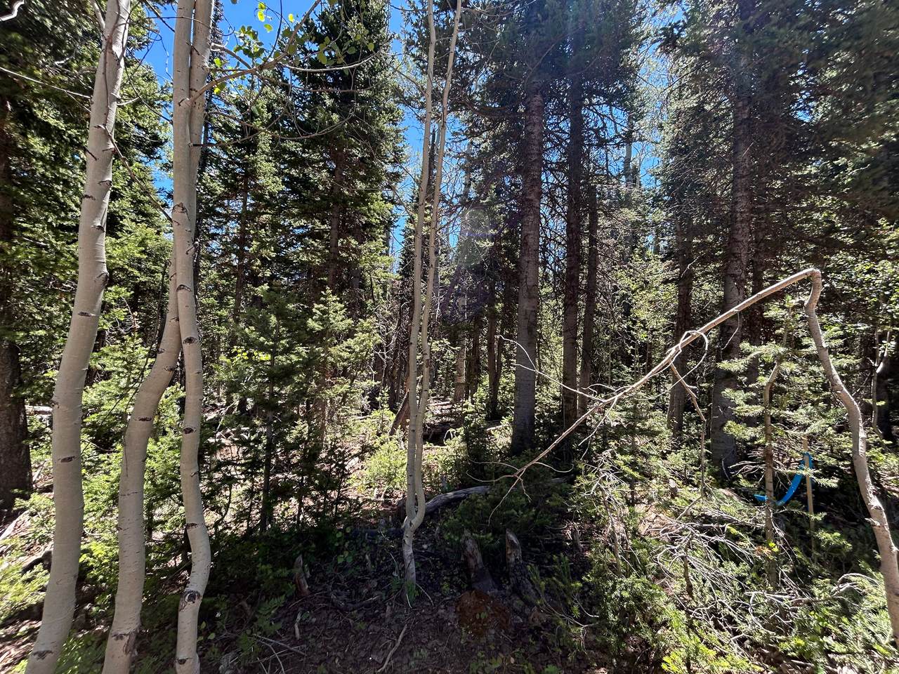 https://bt-photos.global.ssl.fastly.net/wasatch/1280_boomver_2_2168291-1.jpg