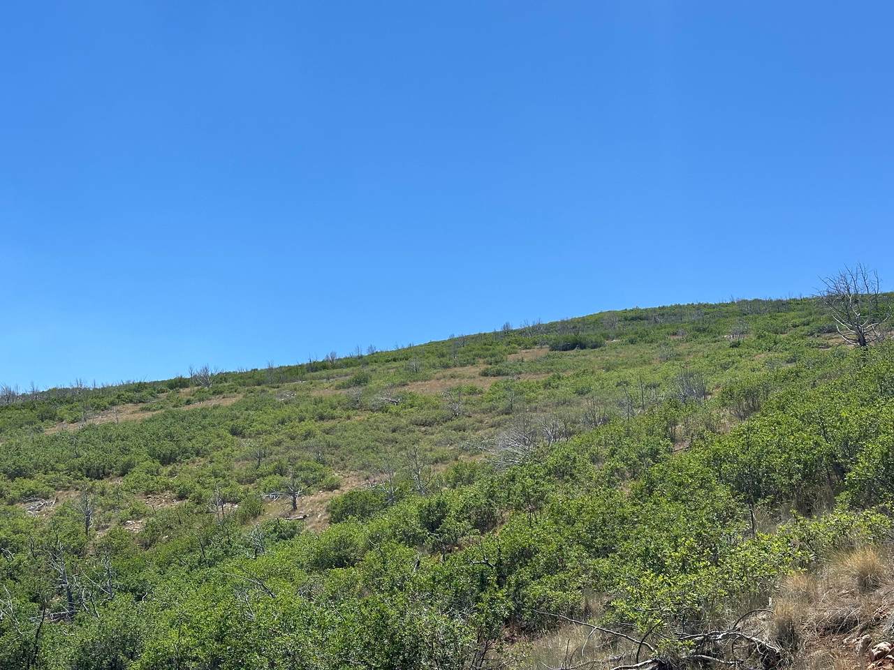 https://bt-photos.global.ssl.fastly.net/wasatch/1280_boomver_1_2168552-1.jpg
