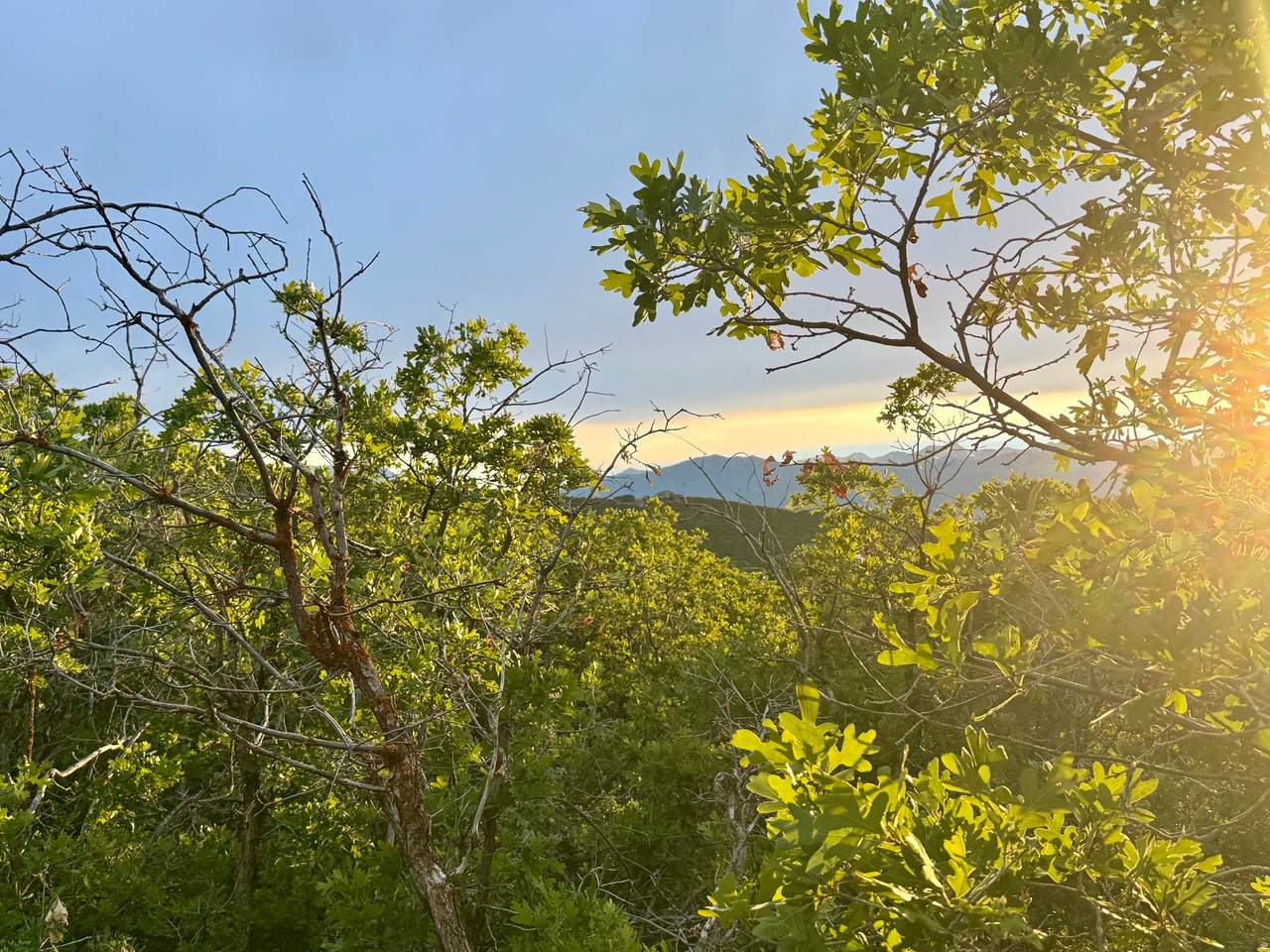 1556 Tree Top Ln - Photo 1