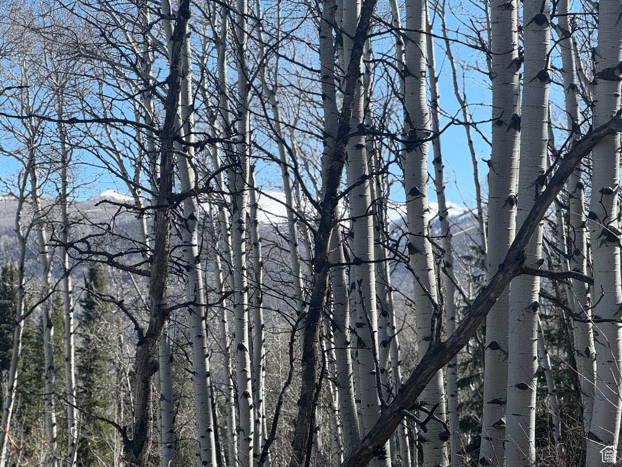 https://bt-photos.global.ssl.fastly.net/wasatch/1280_boomver_2_2084843-1.jpg