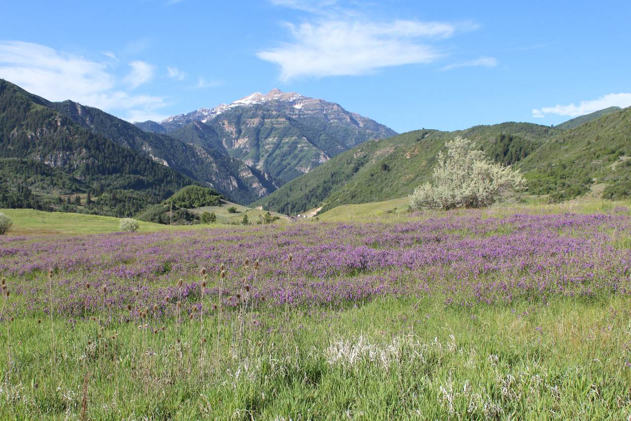 https://bt-photos.global.ssl.fastly.net/wasatch/1280_boomver_2_2140923-1.jpg