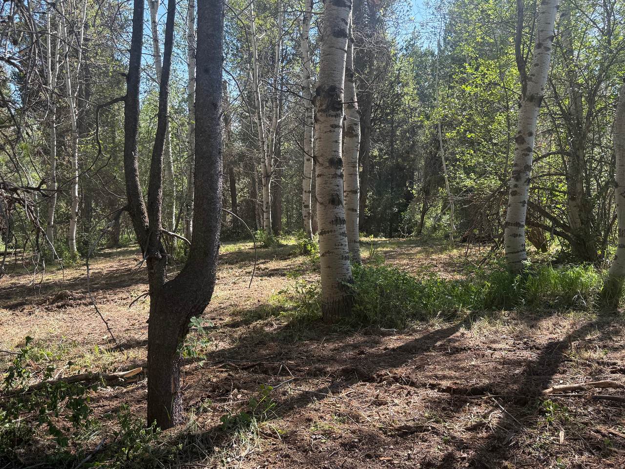 https://bt-photos.global.ssl.fastly.net/wasatch/1280_boomver_2_2141752-1.jpg