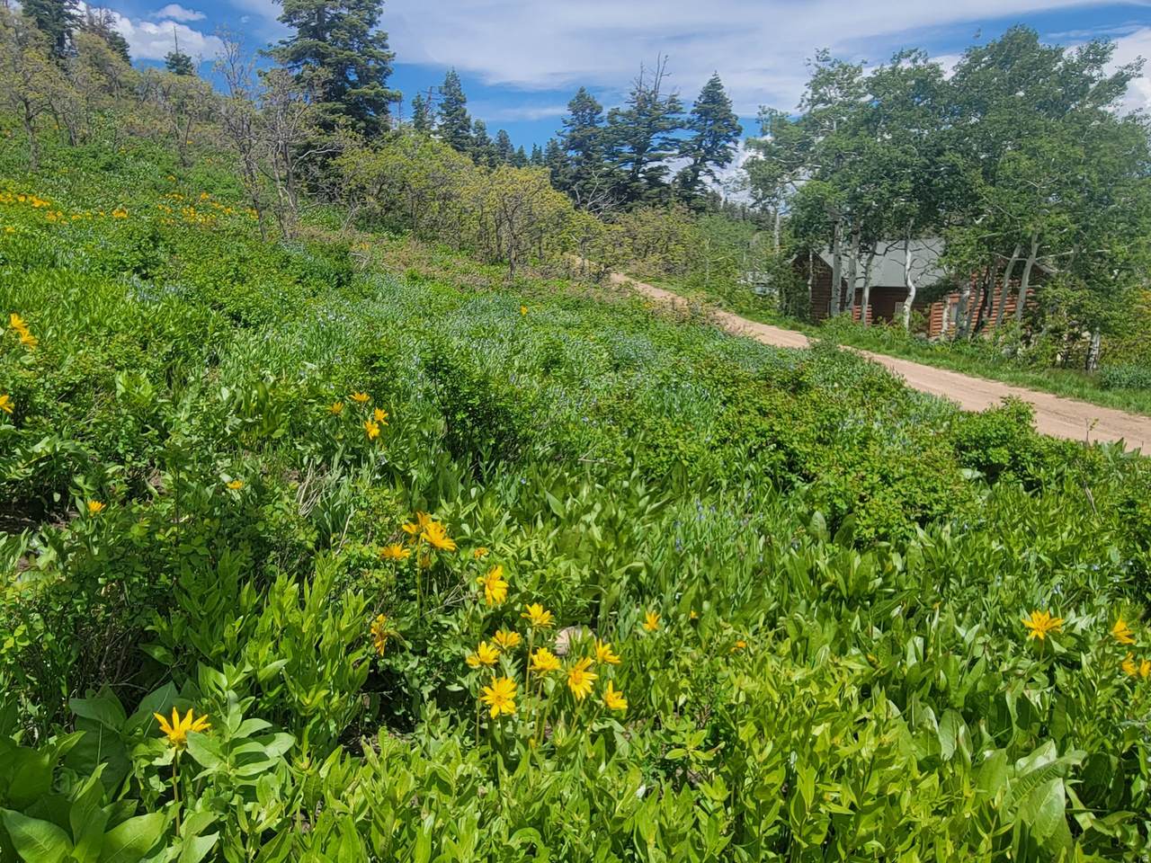 https://bt-photos.global.ssl.fastly.net/wasatch/1280_boomver_2_2164188-1.jpg