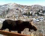 7340 Buckboard Dr - Photo 67