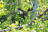  Middle Fork  / Pine Canyon Rd Rd - Photo 11