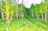  Middle Fork  / Pine Canyon Rd Rd - Photo 12