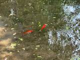 1121 580 Cir - Photo 119