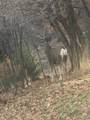 541 Left Fork Hobb Rd - Photo 18