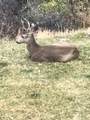 541 Left Fork Hobb Rd - Photo 8