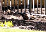 850 Donner Way - Photo 42