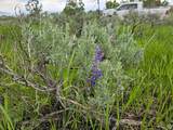 2 Whispering Pines Rd - Photo 7