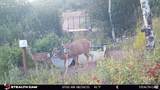 28 Moose Horn Rd, - Photo 21