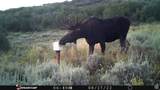 28 Moose Horn Rd, - Photo 24