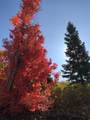 23465 Thads Peak - Photo 3