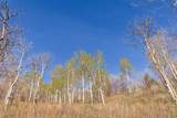 10135 Kimball Canyon Rd - Photo 4