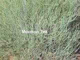 458 Singing Desert Rd - Photo 22