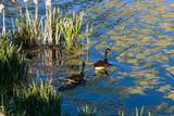 4445 Millrace Rd - Photo 48