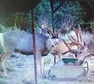 1955 Mammoth Creek Rd - Photo 19
