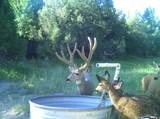 1955 Mammoth Creek Rd - Photo 31