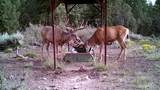 1955 Mammoth Creek Rd - Photo 35