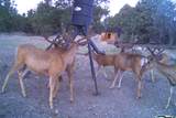 1955 Mammoth Creek Rd - Photo 36