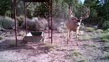1955 Mammoth Creek Rd - Photo 37