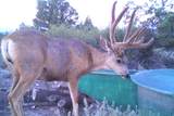 1955 Mammoth Creek Rd - Photo 38