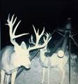 1955 Mammoth Creek Rd - Photo 39