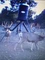1955 Mammoth Creek Rd - Photo 40