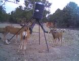 1955 Mammoth Creek Rd - Photo 42