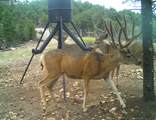 1955 Mammoth Creek Rd - Photo 43