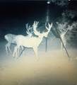 1955 Mammoth Creek Rd - Photo 45