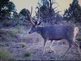 1955 Mammoth Creek Rd - Photo 48