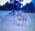 1955 Mammoth Creek Rd - Photo 49