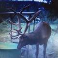 1955 Mammoth Creek Rd - Photo 50