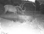 1955 Mammoth Creek Rd - Photo 51