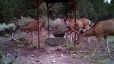 1955 Mammoth Creek Rd - Photo 52