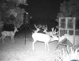 1955 Mammoth Creek Rd - Photo 10