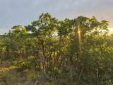 1556 Tree Top Ln - Photo 13
