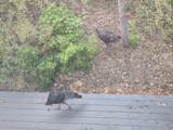 1544 Valley Rd - Photo 20