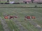 11730 24200 - Photo 14