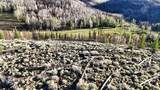 123 Tbd Monroe Canyon Rd - Photo 52