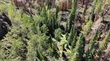 123 Tbd Monroe Canyon Rd - Photo 69