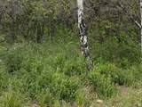 2604 Forest Meadow Rd - Photo 6