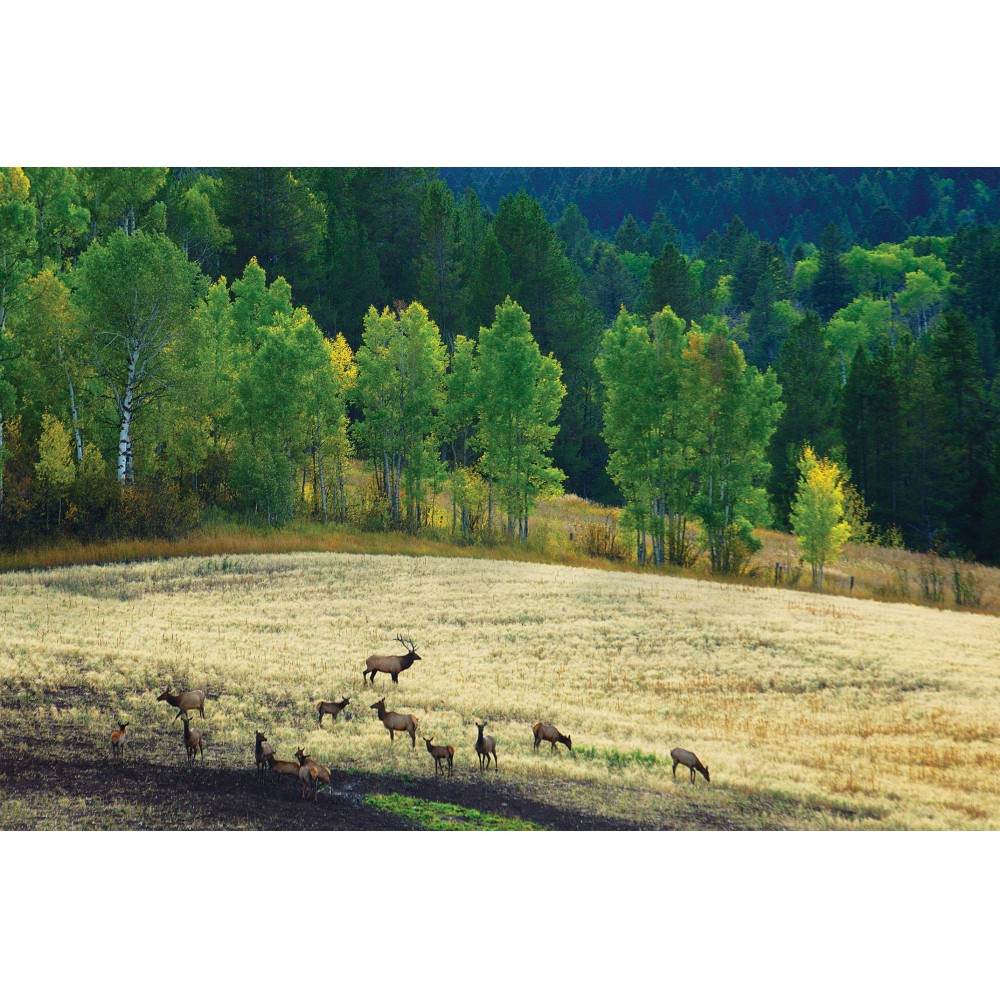 https://bt-photos.global.ssl.fastly.net/wasatch/1280_boomver_1_2073677-1.jpg