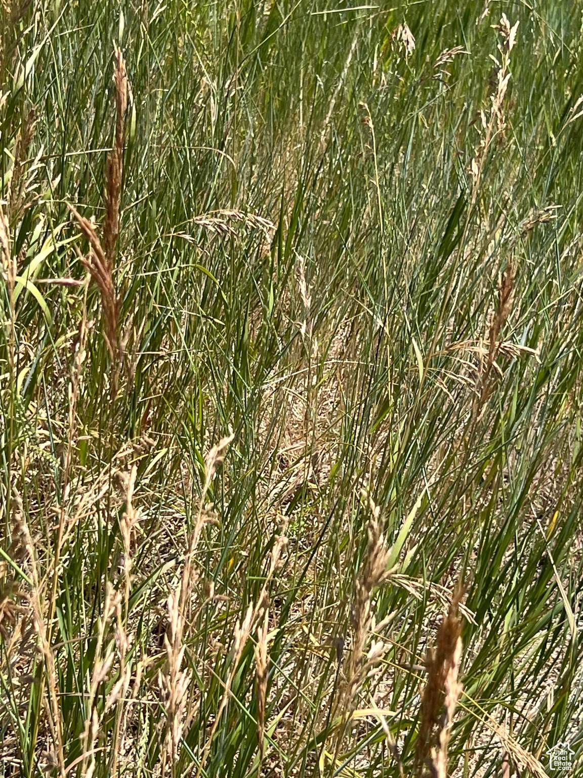 https://bt-photos.global.ssl.fastly.net/wasatch/orig_boomver_1_2098407-1.jpg
