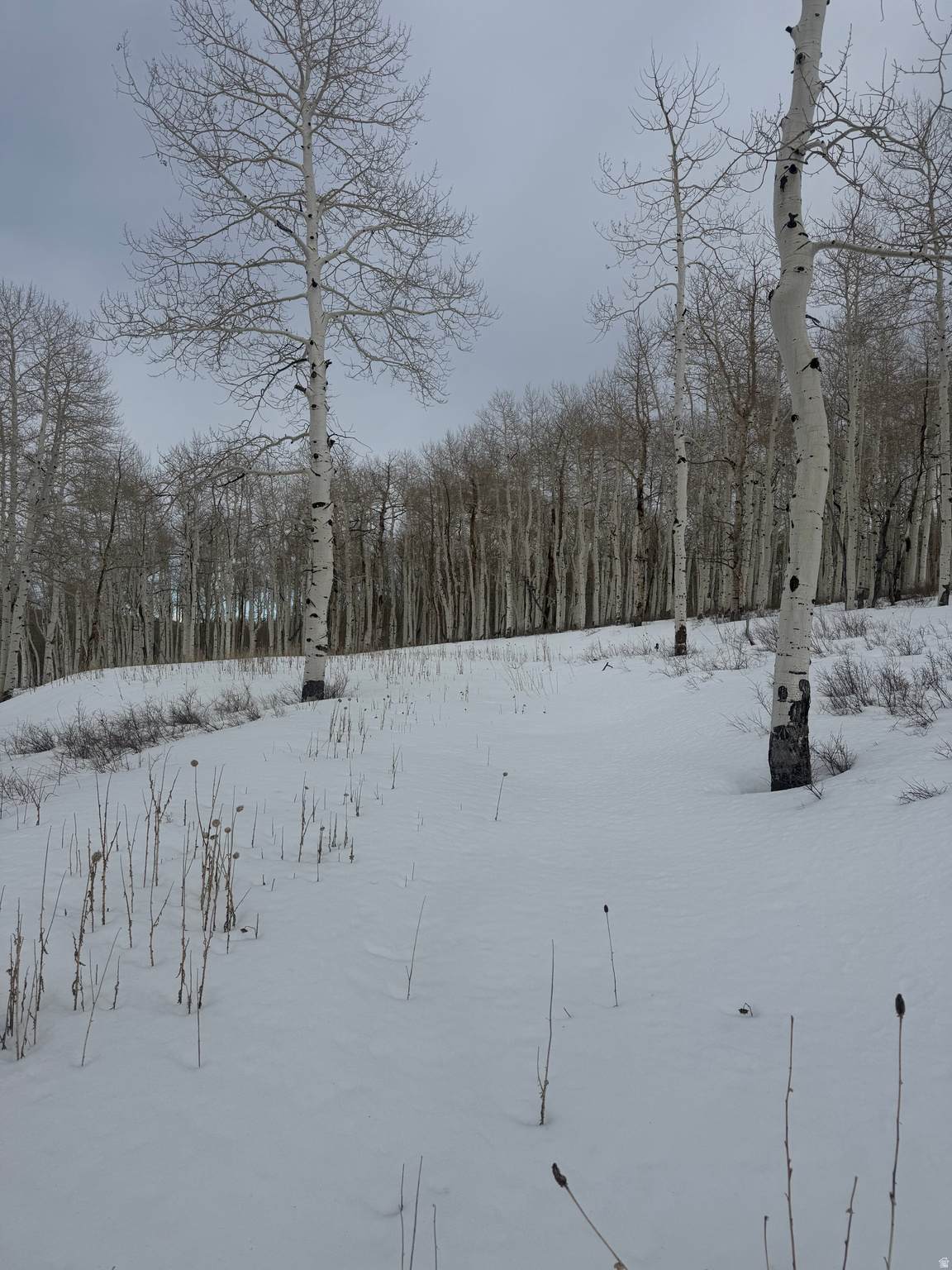 https://bt-photos.global.ssl.fastly.net/wasatch/1280_boomver_1_2144284-1.jpg
